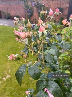 Garden Rose