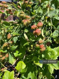 Garden Fruit 