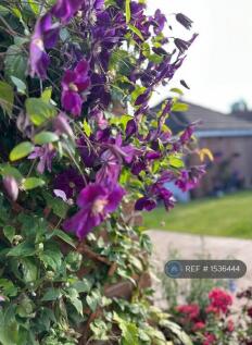 Garden Flower 