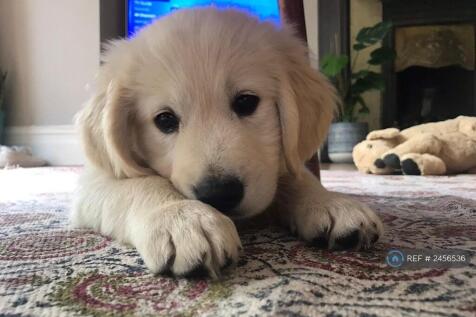 Previous Canine Tenant!