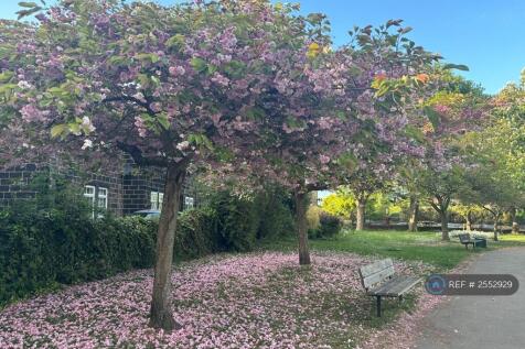Calverley Park Blossoms
