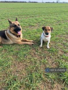 Dogs
