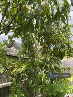 Garden (Peaches &amp; Grapes)