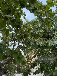 Apple Tree In The Garden