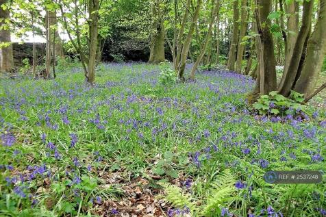 Bluebell Wood