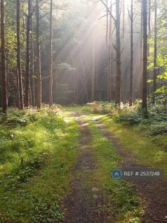 Woodland Walk