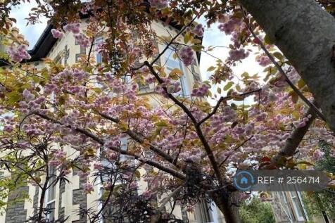 Cherry Blossom 1