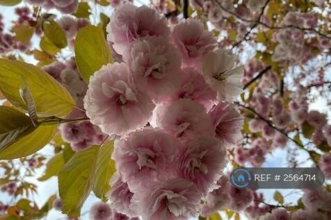 Cherry Blossom 3