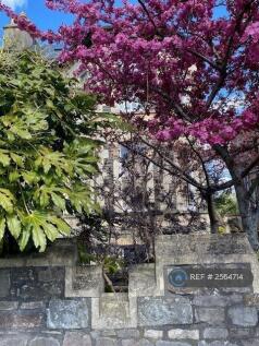 Cherry Blossom 4