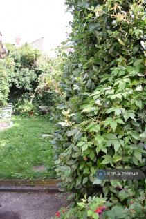 Private Back Garden
