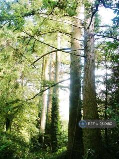 Huge Douglas Fir Trees