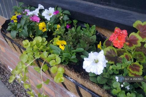 Window Boxes