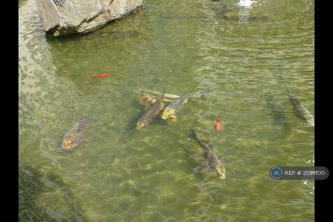 Koi Fish Pond