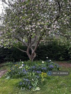 Bramley Apple Tree