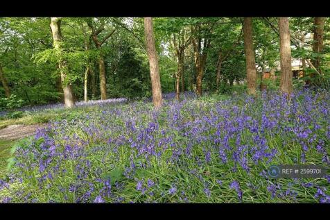 Bluebells