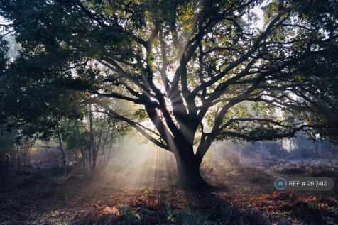 Woods, Skipwith Common