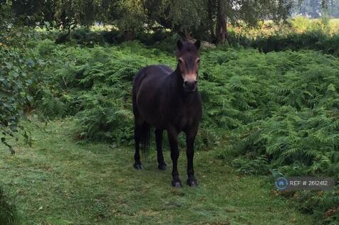 Pony, Skipwith Common