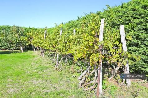 Grape Vines