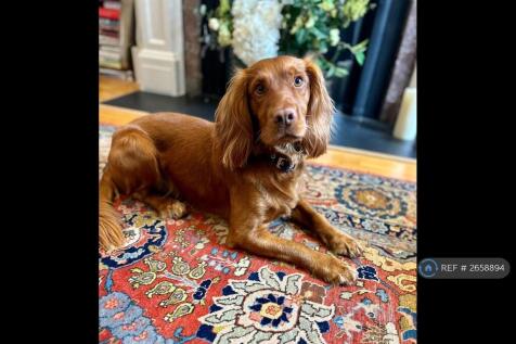 Current Canine Tenant
