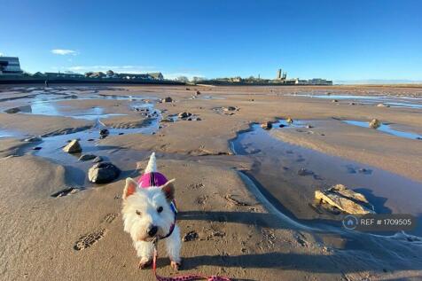 Dogs Eye View In Sand 