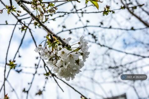 Spring In The Private Garden
