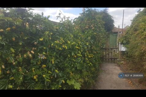 Passion Flower Shrubs Along Garden Fence