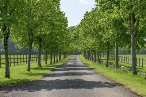 Tree-Lined Drive