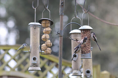 birds CM9 8TW-50