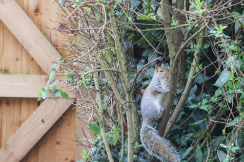 squirel cM9 8TW-4...