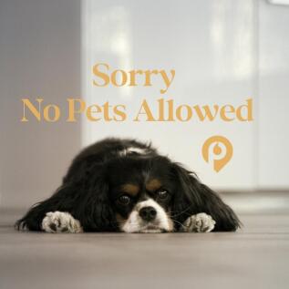 No Pets