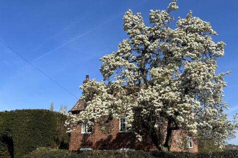 Yew Tree Cottage - Pear Tree in Bloom.jpg