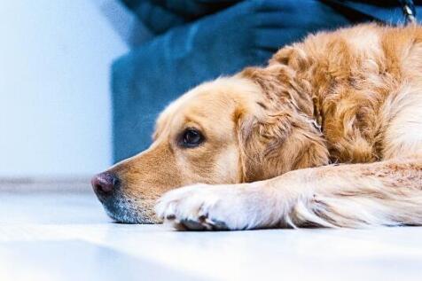 pet