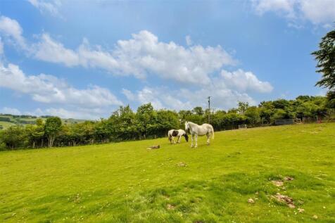 Horses in field