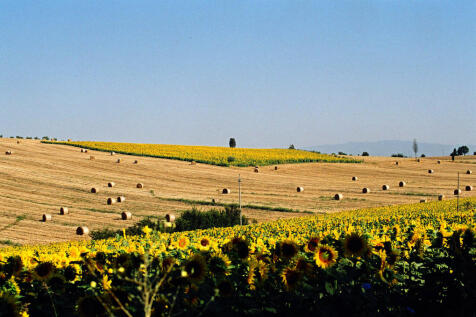 Sunflower panorama