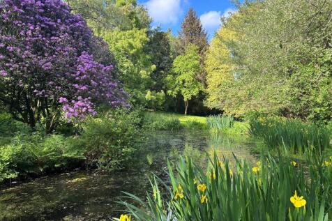 The pond.jpg
