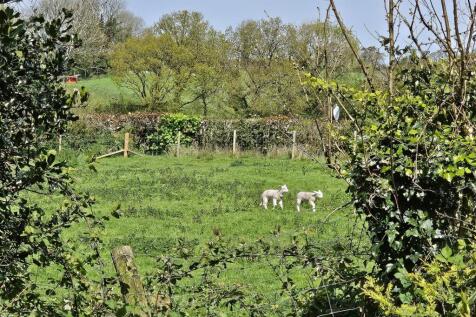 Lambs in the field.jpg