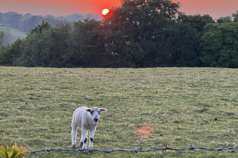 IMG_5525 - edited.jpeg