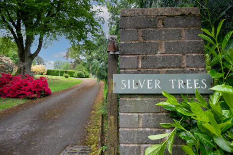 Silver Trees