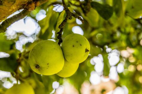 Bank House (New Leake)-39.jpg