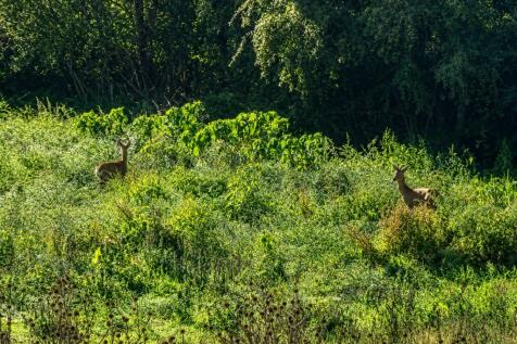Visiting Wildlife