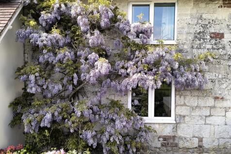 thecottywisteria