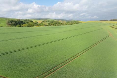 Winter Wheat