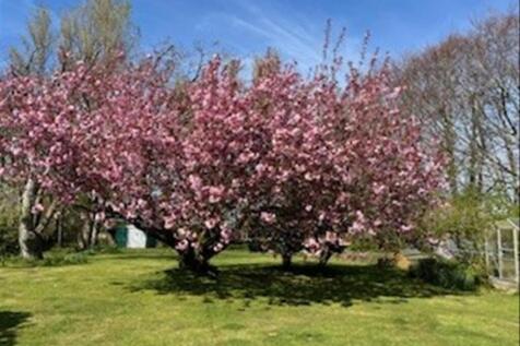Pilling lane Blossom