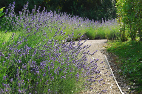 Lavender bushes