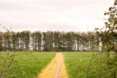 339237 - field1.jpg