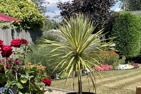 July 26 garden shot 4.png