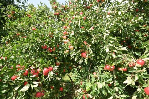 Apples Trees in t...