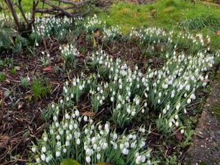 Snowdrops 2