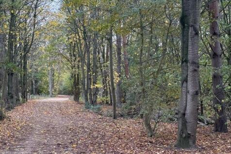Walking Trail.jpg