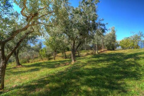 Olive groves